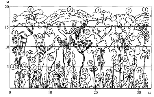 Рис. 62. Профильная диаграмма тропического сезонно-влажного леса (G.Walter, S.-W.BrecKle, 1985): 1-10, 12, 13, 5 -деревья; 11 -подрост; 14-кустарники; 16, 19-пальмы; 17- мхи и другие эпифиты; 18- травы, преимущественно представители се­мейства мареновых; 20 -кроновые эпифиты