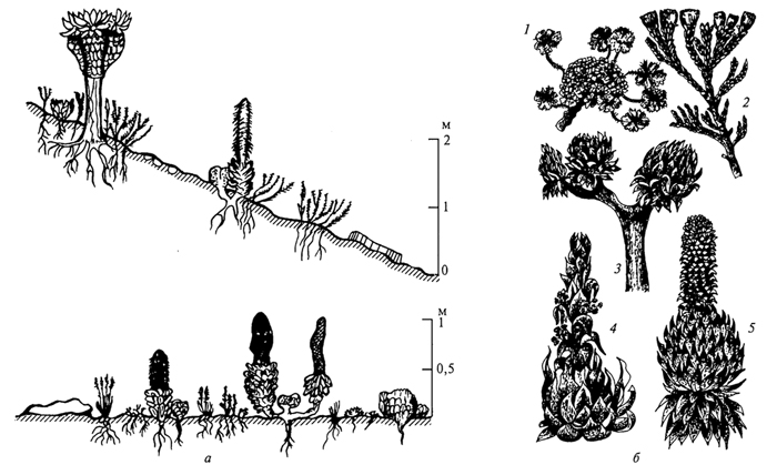 Рис. 69. Жизненные формы высокогорных травянистых растений (R. Schnell, 1971; Ф.Фукарек и др., 1982): а -розеточные формы в сообществах гор Кении (4200 м); б -крупные розеточные формы Анд, Южной Америки -Geranium sessiliflorum (7), Lepidophyllum quadrangulare (2) и Африки -Senecio keniodendron (3), S. Brassica (4), Lobelia bequaertii (5)