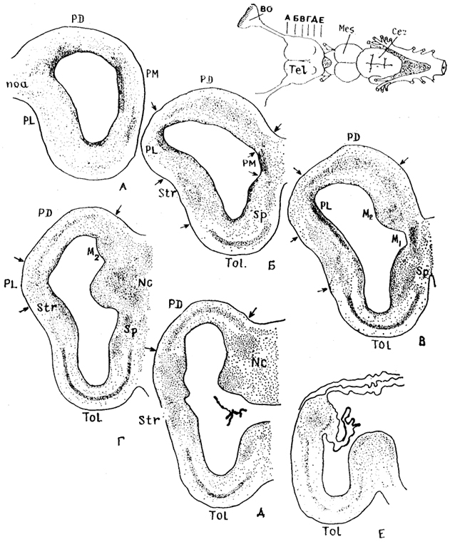  . 84.     Squalus acanthias (, 1987). - -   ; Ml -   2 -    , NC -  .  -   .