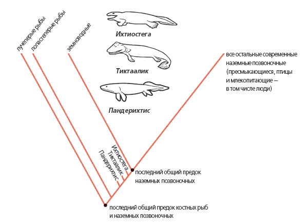 Тиктаалик жил во времена, когда пресноводные рыбы выработали приспособления, позволившие их потомкам, четвероногим позвоночным, перейти к жизни на суше.