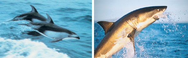 Хотя дельфины (слева) эволюционно ближе к людям, чем к акулам, форма тела у них, как и у акул, приспособлена к жизни в воде. Это пример аналогичных признаков.