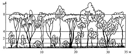 Рис. 63. Профильная диаграмма сухих листопадных (саванновых) лесов, льяносы Венесуэлы (G.Walter, S.-W.Breckle, 1985)