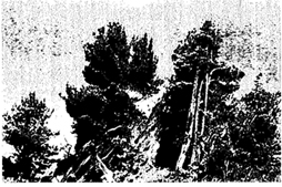 Рис. 68. Ветровая форма кедра си­бирского у верхней границы леса в горах Алтая (фото Г. Н.Огуреевой)
