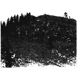 Рис. 71. Горная экспозиционная лиственничная лесостепь Алтая  (Г.Н.Огуреева, 1980)