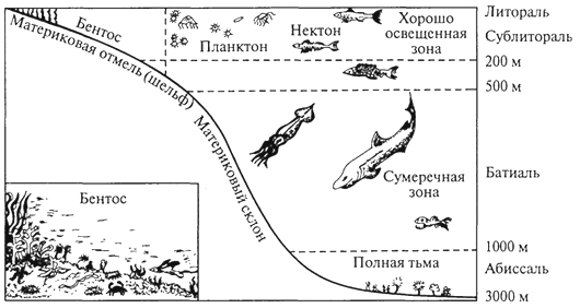 Рис. 86. Распределение животного населения в море (Л. А. Зенкевич, 1951)