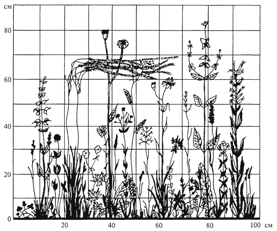Рис. 12. Вертикальная проекция травостоя остепненного луга в Орловской области (Т. А. Работнов, 1968)