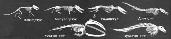 Скелеты современных китов и их предков