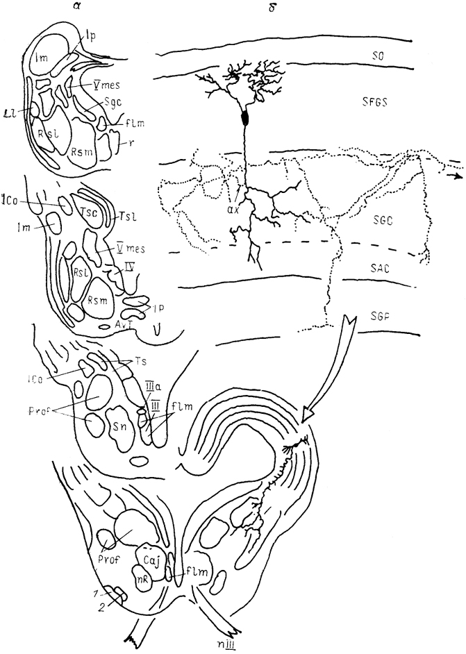  Рис. 54. Строение среднего мозга черепахи Pseudemys scripta (Sereno, 1985). а - ядра среднего мозга, б - характер ветвлкния эфферентного нейрона тектума; 1, 2 - базальный оптичсекий тракт (1) и его ядро (2). Остальные обозначения, как на Рис. 52.