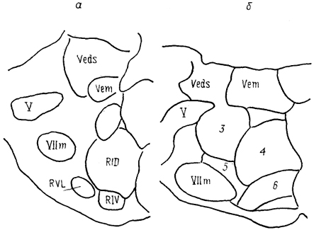  Рис. 63. Ядра ростральной части продолговатого мозга ящерицы Tupinambis nigropunctatum (а) и крысы Rattus norvegicus (б) (Cruce, 1984). RID - дорсальная и RIV - вентральная части нижнего ретикулярного ядра, RVL - вентролатеральное ретикулярное ядро. 3-6 - см. рис. 62.