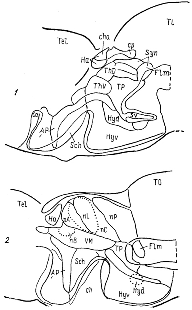 Рис. 67. Схема организации промежуточного мозга представителей многоперовых рыб - Polypterus palmas (1) и бесхвостых амфибий Rana catesbeiana (2) в проекции на вентрикулярную поверхность III желудочка (Braford, Northcutt, 1983). Тонкие линии - контуры ядер, жирные - контуры мозга.