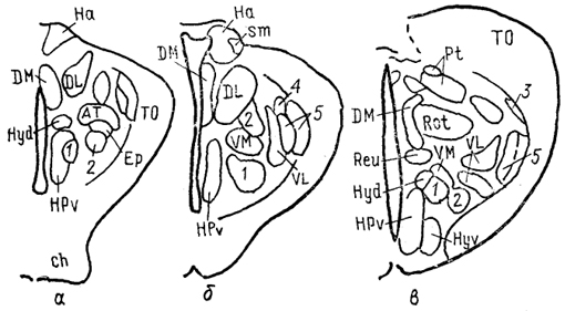  Рис. 70. Строение промежуточного мозга игуаны Iguana iguana (Butler, Northcutt, 1978). 1, 2  - пучки переднего мозга: медиальный (1) и латеральный (2); 3 - лентиформное ядро среднего мозга; 4, 5 - ЛКТ: дорсальное (4) и вентральное (5). а-в - срезы в рострокаудальном направлении.