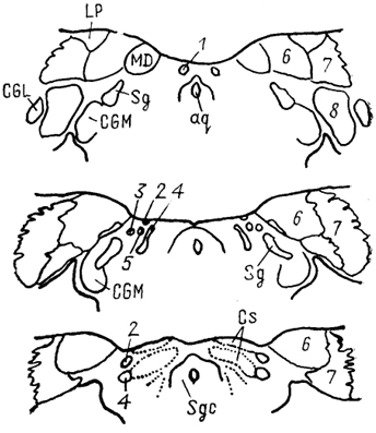  Рис. 76. Претектальная область мозга обезьяны Масаса fascicularis (Kaas, Huerta, 1988). 1-4 - ядра претектальной области: медиальное (1), переднее (2), оливарное (3 и заднее (4); 5 - ядро оптического тракта; 6-8- ядра Pul: медиальное (6), латеральное (7) и нижнее (8).