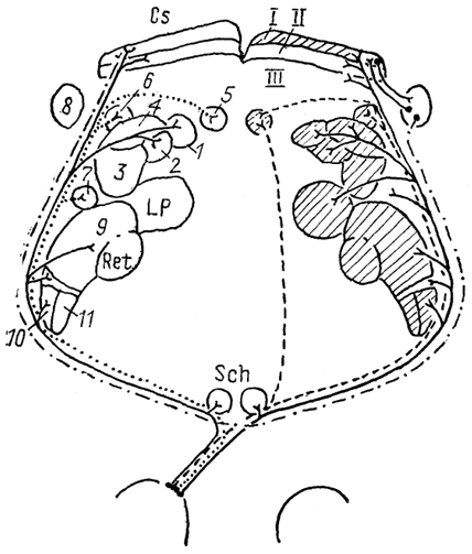  Рис. 77. Схема организации связей структур зрительной системы крысы (Sefton, Dreher, 1985). 1-3 - претектальные ядра: заднее (1), оливарное (2) и переднее (3); 4 - ядро зрительного тракта; 5-7 - терминальные ядра добавочной зрительной системы: медиальное (5), дорсальное (6) и латеральное (7); 8 - nucl. parabigeminalis; 9 - дорсальное ЛКТ. 10-11 - вентральное ЛКТ: крупноклеточная (10) и мелкоклеточная (11) части. I-III - зоны передних холмов: поверхностная (I), зона вхождения зрительного нерва (II), промежуточная (III). Заштрихованы структуры, получающие входы от зрительной области коры.