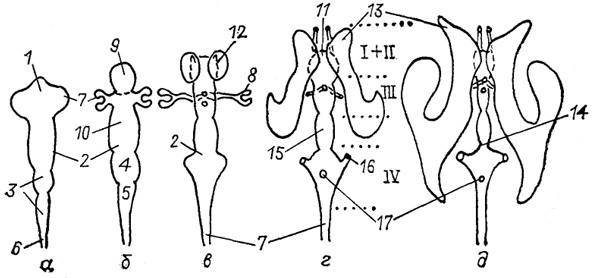  Рис. 8. Схема развития мозговых желудочков млекопитающих (McFarland е. а., 1969). а-д - этапы развития мозговых желудочков на стадии трех (а) и пяти (б, в) мозговых пузырей, в пре- (г) и постнатальный (д)периоды. 1 - прозоцель и его производные: телоцель (9) и диоцель (10); 2 - мезоцель; 3 - ромбоцель и его производные: метацель (4) и миелоцель (5); 6 - сирингоцель и его производное - спинномозговой канал (7); 8 - глазной пузырь; 11, 12 - полость (11) и отверстия (12) Монро; 13 - боковые желудочки (I, II); 14 - перешеек; 15 - водопровод мозга; 16, 17 - мозговые отверстия Люшка (16) и Мажанди (17). Пунктиром обозначены границы I-IV мозговых желудочков.