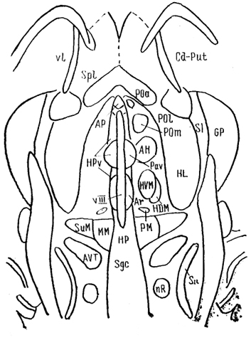  Рис. 80. Ядра гипоталамуса мозга крысы на горизонтальном срезе (Swanson, 1987). АН - переднее гипоталамическое, Аг - аркуатное, РМ - премамиллярное, ММ - мамиллярное, SuM - супрамамиллярное, РОа - переднее, Pol - латеральное и Рот - медиальное преоптические ядра, SI - безымянная субстанция.