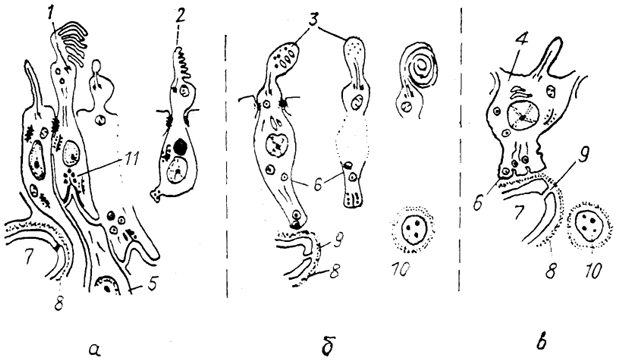  Рис. 81. Схема организации пинеалоцитов у анамний (а), зауропсид (б) млекопитающих (в) (Oksche, 1988). 1 - типичный фоторецепторный пинеалоцит, 2 - серотонинсодержащий пинеалоцит, 3 - модифицированный пинеалоцит, 4 - пинеалоцит млекопитающих, 5 - нейрон, 6 - секреторные гранулы, 7 - капилляр, 8 - базальная мембрана, 9 - поры в эндотелии, 10 - симпатическое нервное окончание, 11 - специализированный синапс.