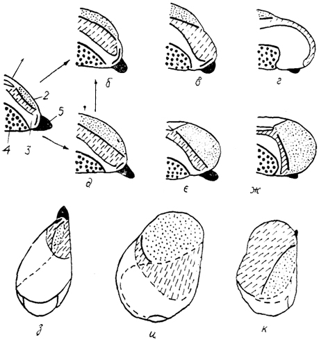  Рис. 90. Два типа организации конечного мозга птиц (Stingelin, 1958). а - исходный (гипотетический) тип строения полушарий; б-г - полушария второго типа у морского зуйка (б), белого аиста (в) и бекаса (г); д-ж - полушария первого типа у голубя (д), козодоя (е) и грача (ж); з-к - вид мозга сверху: исходный тип (з), у грача (и) и бекаса (к). 1-5 - отделы полушария: 1 - Wulst, 2 - вентральный гиперстриатум, 3 - неостриатум, 4 - палеостриатум, 5 - обонятельная луковица.