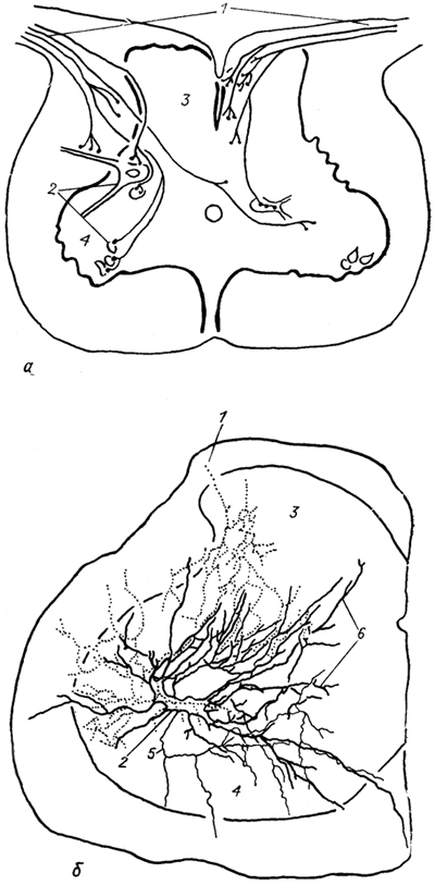  Рис. 17. Окончание афферентных волокон в спинном мозге карпа (а) и на" одиночном мотонейроне спинного мозга лягушки (б) (Моторина, 1982; 1983). 1 - афферентные волокна и их ветви; 2 - мотонейроны; 3,4 - задние (3) и передние (4) рога серого вещества; 5, 6 - аксон (5) и дендрит (6) мотонейрона.