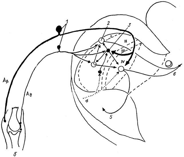  Рис. 19. Межнейронные связи в I-IV пластинах заднего рога спинного мозга (Delwaide, Schoenen, 1989). Aβ, Aδ - афференты;  1  - чувствительные нейроны спинального ганглия; 2, 3 - возбуждающие (2) и тормозные (3) интернейроны; 4 - нисходящий бульбо-спинальный тракт; 5, 6 - восходящие спинно-ретикуло-таламический (5) и спинно-таламический (6) тракты.