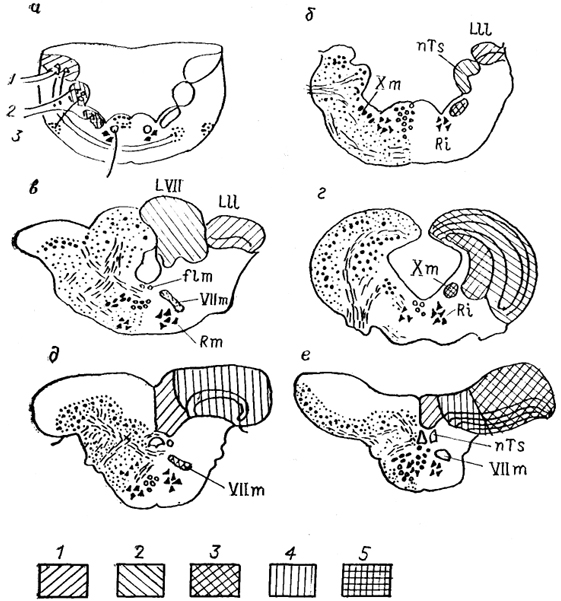  Рис. 28. Строение ромбовидного мозга разных групп рыб (Nieuwenhuys, Meek, 1985). a - расположение колонн в мозге; 6-е  - фронтальные сечения мозга Amia (б), Clarlas (в), Carassius (г), Xenomystus (д), Eigenmannla (e). 1-3 зоны продолговатого мозга; специальная соматосенсорная (1), висцеросенсорная (2), висцеромоторная (3); 4, 5 - электросенсорная область представительства ампуллярных (4) и бугорковых (5) рецепторов органов боковой линии электрических рыб.