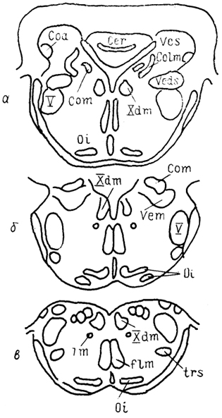  Рис. 32. Схема строения ромбовидного мозга утки Anas platyrhyncos (Arends e. a., 1984). а-в - срезы в рострокаудальном направлении.