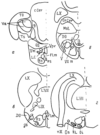  Рис. 35. Ядра ромбовидного мозга представителя костистых рыб Carassius auratus (Wullimann, Northcutt, 1988). а-г - срезы в рострокаудальном направлении.